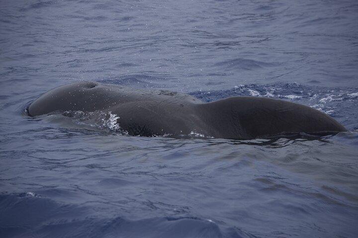 Dolphins and Whales Watching Tour by RIB boat in Funchal
