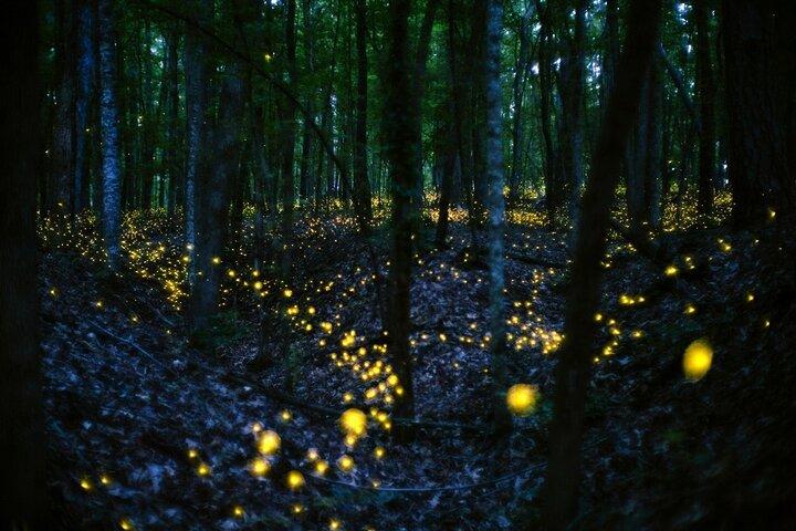 Fireflies & Silver Leaf monkey Tour With Free Batu Caves Temple