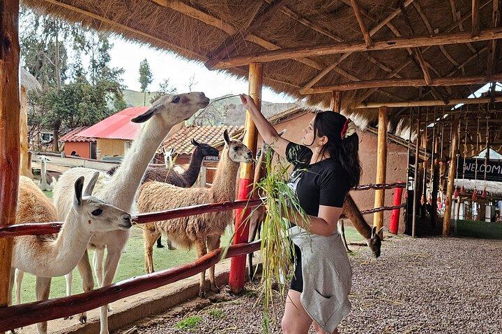Cusco: Alpaca and Llama Farm Tour with Transfer & Weaving Demo
