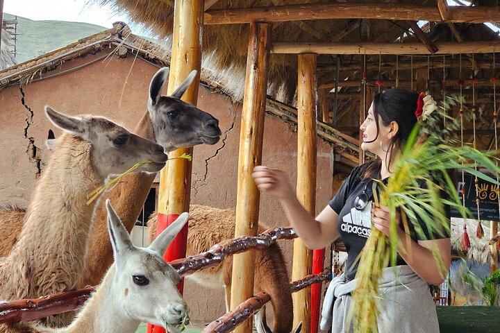 Cusco: Alpaca and Llama Farm Tour with Transfer & Weaving Demo