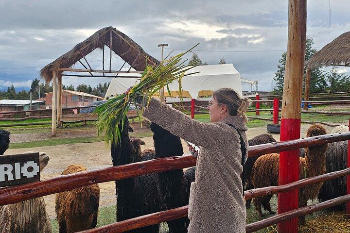 Cusco: Alpaca and Llama Farm Tour with Transfer & Weaving Demo