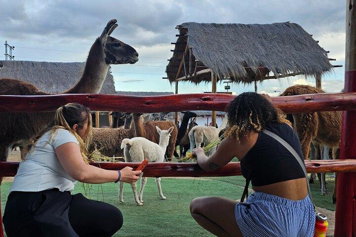 Cusco: Alpaca and Llama Farm Tour with Transfer & Weaving Demo