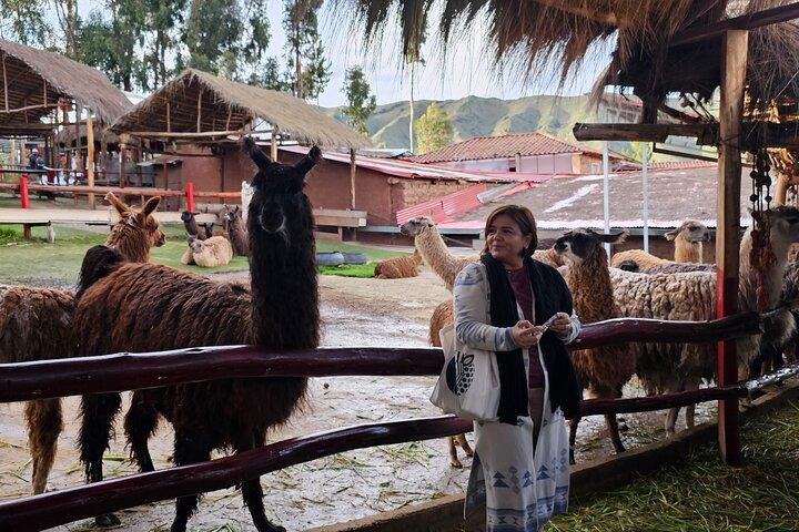 Cusco: Alpaca and Llama Farm Tour with Transfer & Weaving Demo