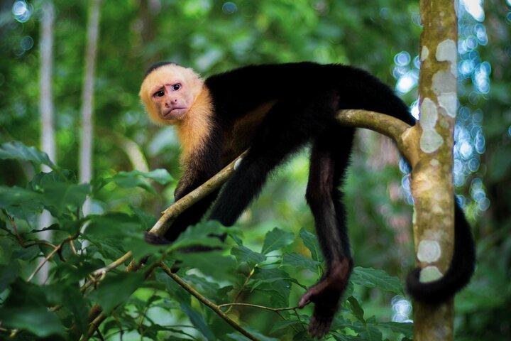 2 HRS Buggy Tour + Waterfalls in Jaco Beach and Los Suenos