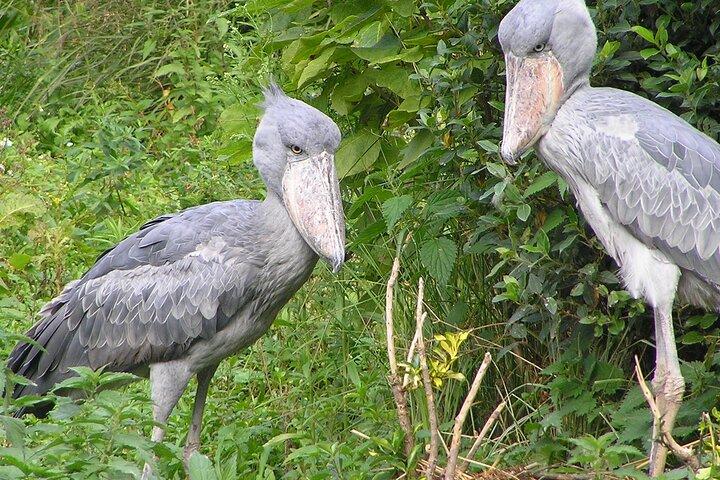 10 Days Uganda wildlife and Primate Trekking Safari