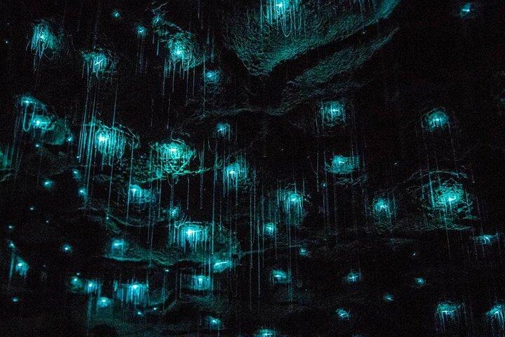 Glowworm Caves & Hamilton Gardens Day Tour from Auckland