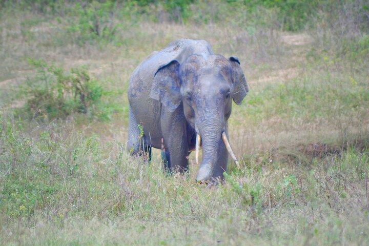 Udawalawe National Park | Private Jeep Safari Tours