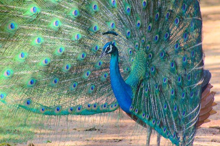 Udawalawe National Park | Private Jeep Safari Tours