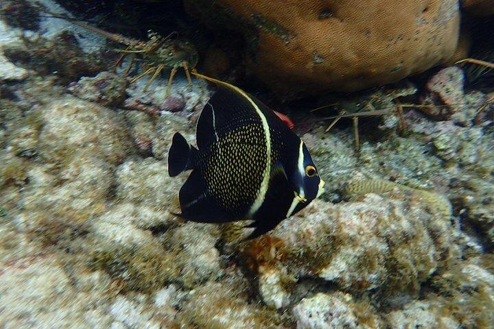 3 Stop Snorkel Hopping & Beach in Roatan