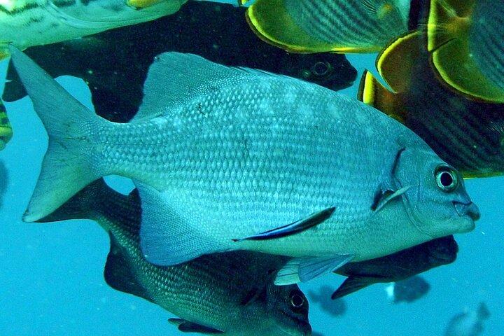 3 Stop Snorkel Hopping & Beach in Roatan