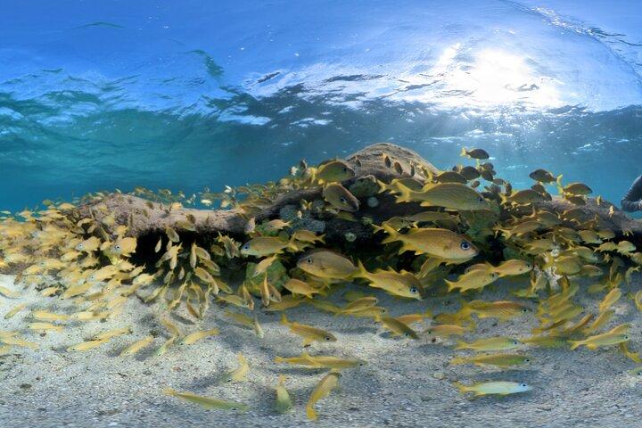 3 Stop Snorkel Hopping & Beach in Roatan
