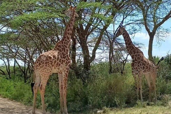 Giraffe Centre and Karen Blixen museum from Nairobi