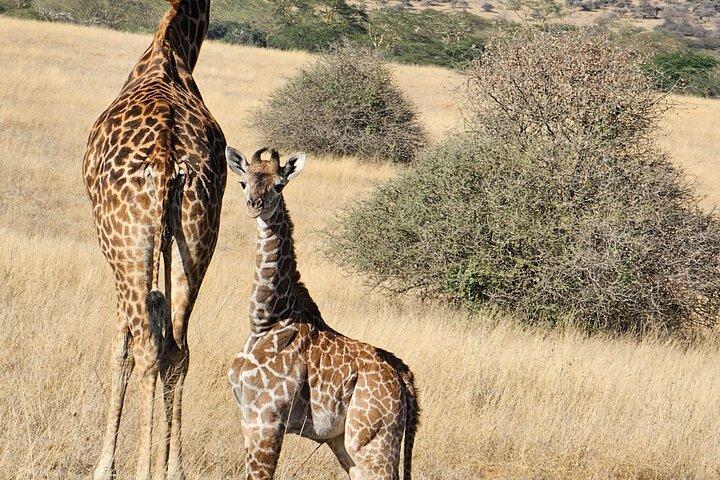 Giraffe Centre and Karen Blixen museum from Nairobi