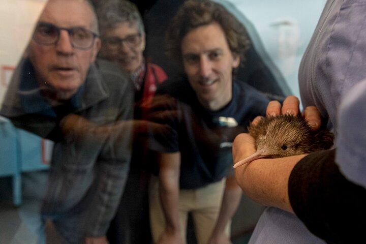 National Kiwi Hatchery - Kiwi Encounter Guided Tour