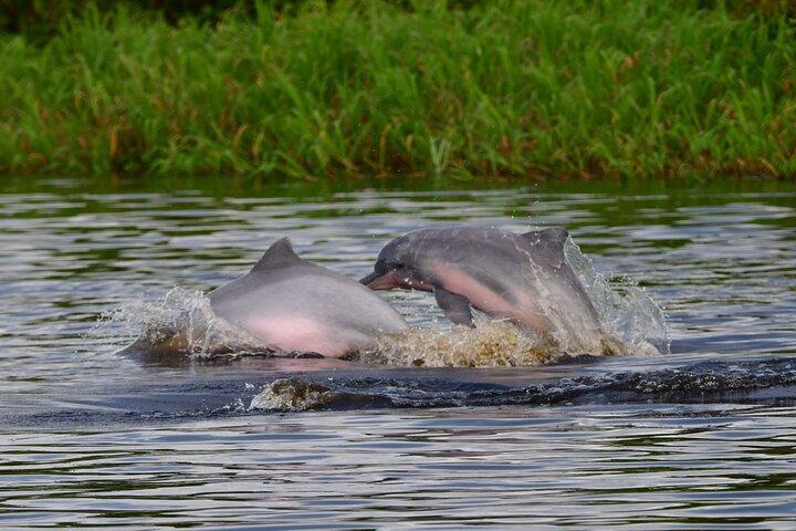 Sunset on the Amazon with fishing and pink dolphin search