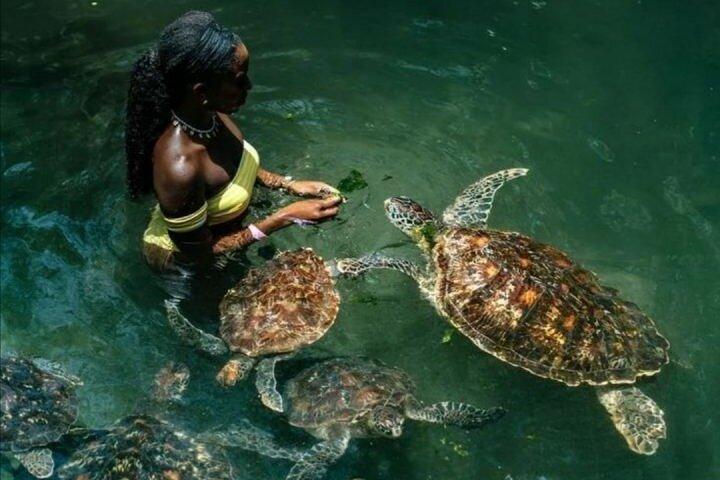 Discover Mnemba, Baraka, Jozani, Kuza, and The Rock in Zanzibar