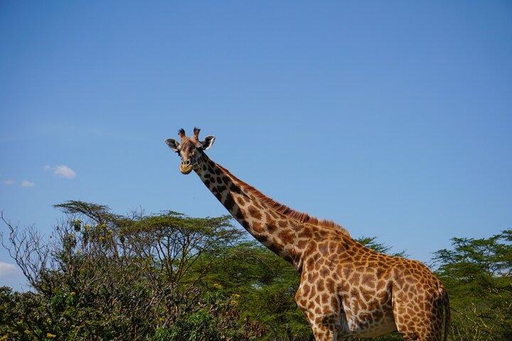 3-Days Private Safari in Naivasha