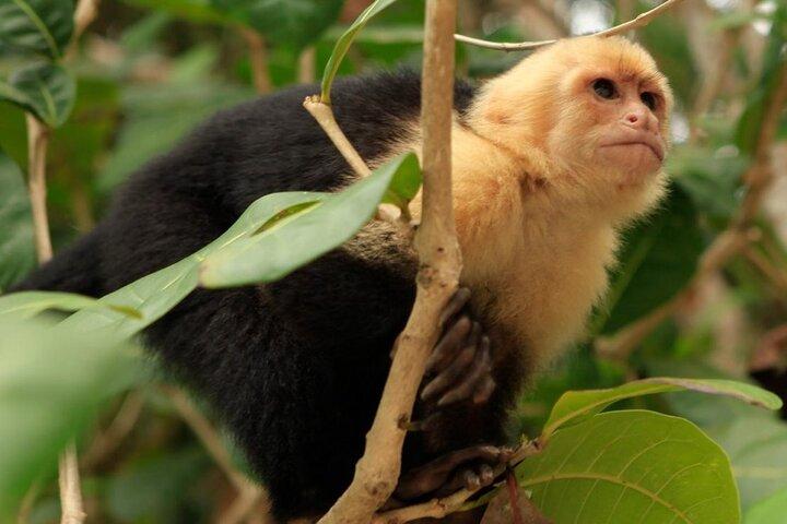 Roatan ATV Adventure with Zip Line Monkey/Sloth Combo