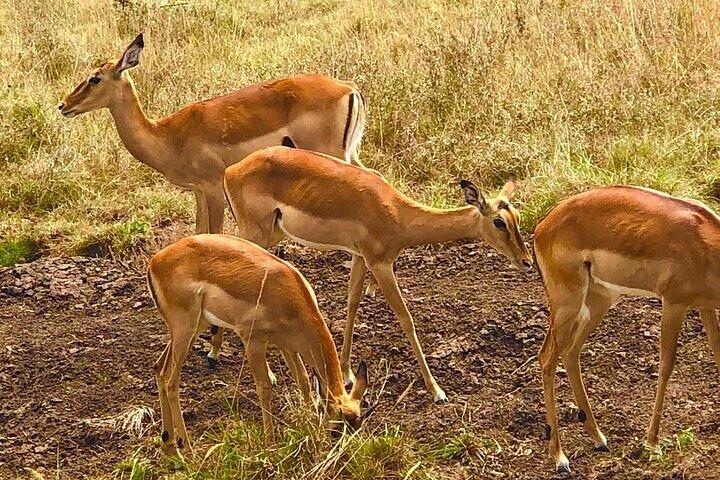 Nairobi National Park Half-Day Tour