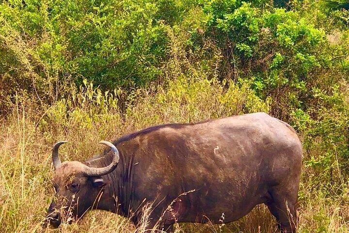 Nairobi National Park Half-Day Tour