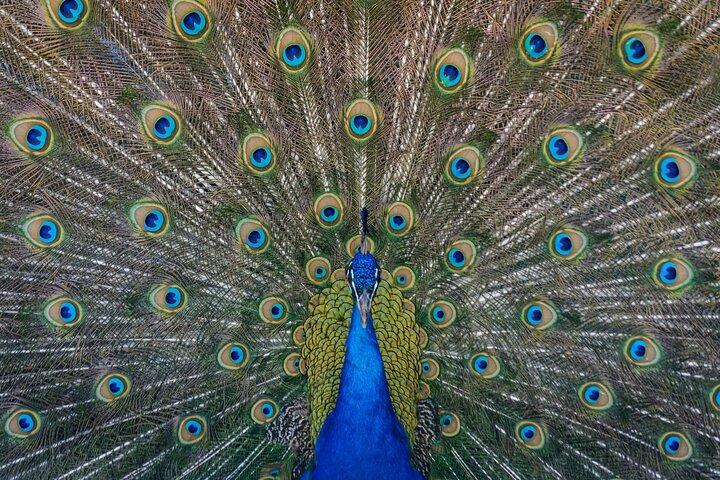 Ranthambore Tiger Safari Day Trip from Jaipur