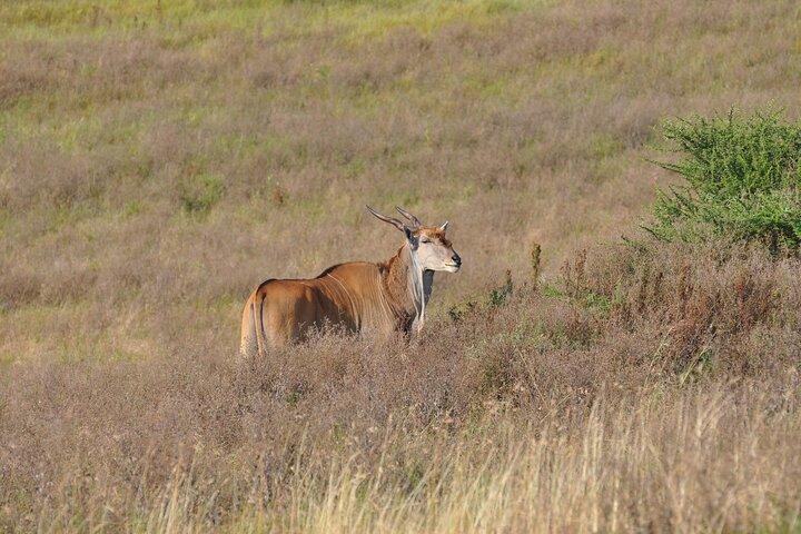 Full day Private Safari- Arusha National Park
