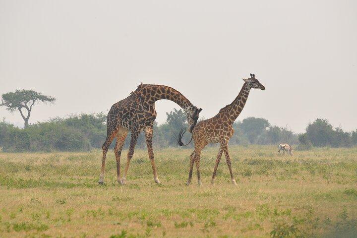 Full day Private Safari- Arusha National Park