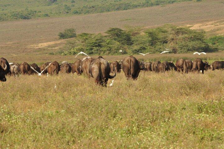 Full day Private Safari- Arusha National Park