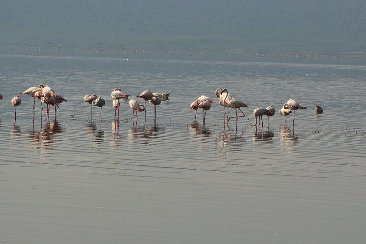 Full day Private Safari- Arusha National Park