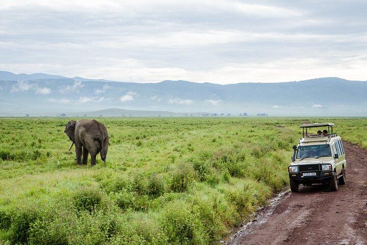 5 Day Tanzania Lion King - Mid-Range