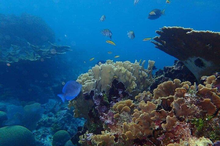 1 Stop Snorkel Adventure with Beach Break