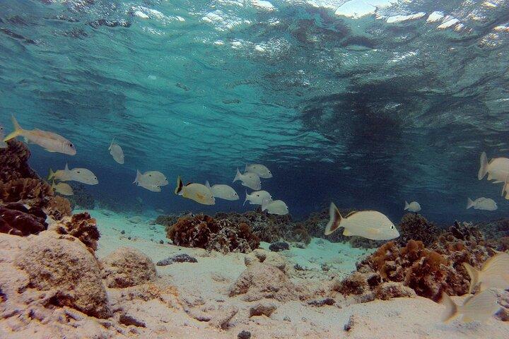 1 Stop Snorkel Adventure with Beach Break