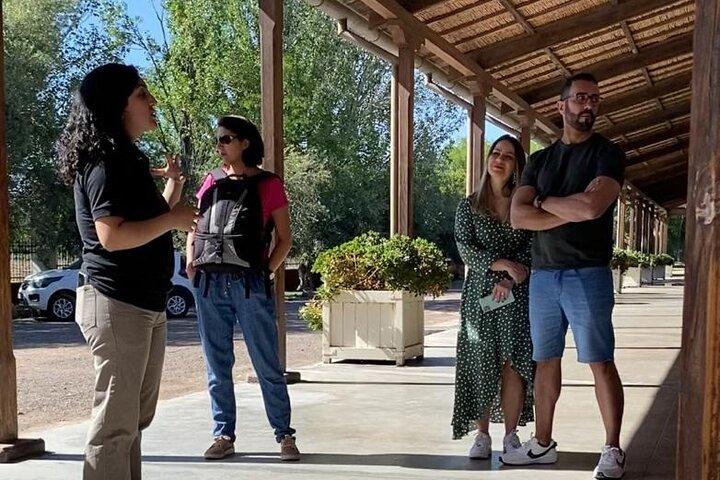 Maipu Tour 3 wineries with lunch + olive all inclusive!