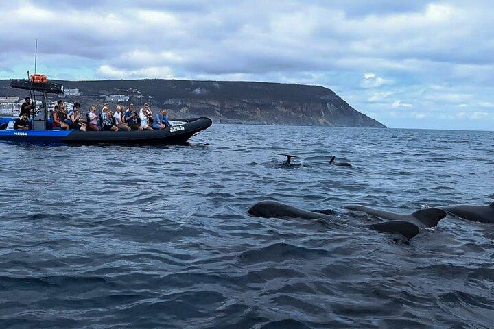 Observation of Dolphins and Whales with Marine Biologist in Arrábida