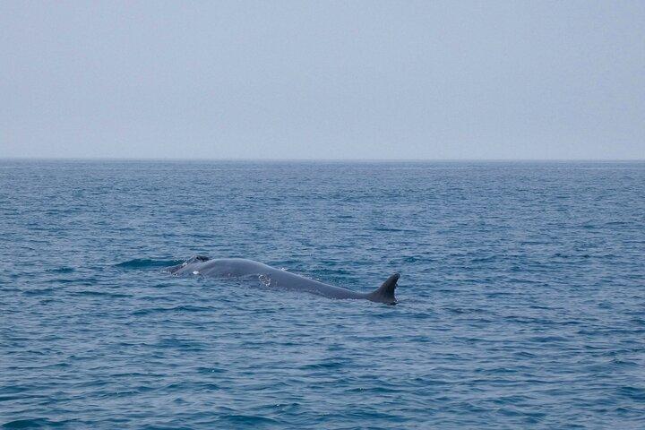 Observation of Dolphins and Whales with Marine Biologist in Arrábida