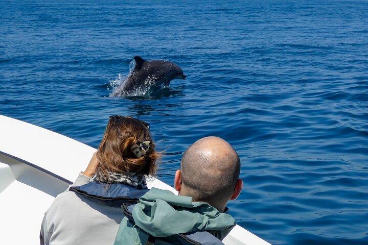 Observation of Dolphins and Whales with Marine Biologist in Arrábida