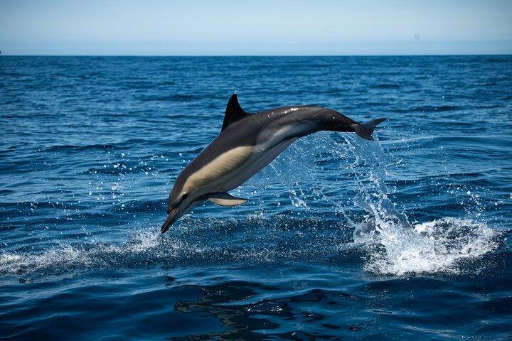 Observation of Dolphins and Whales with Marine Biologist in Arrábida