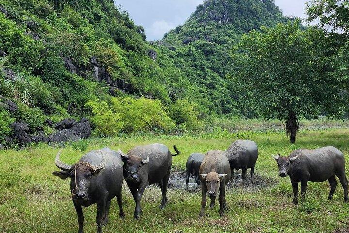 Ninh Binh Full Day Tour from Hanoi to Hoa Lu, Trang An & Mua Cave