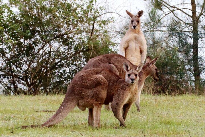 Blue Mountains, Wild Kangaroos and a Cruise