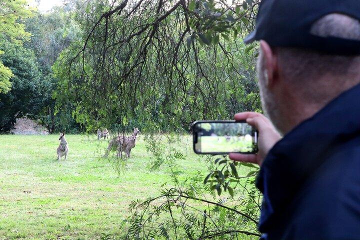 Blue Mountains, Wild Kangaroos and a Cruise