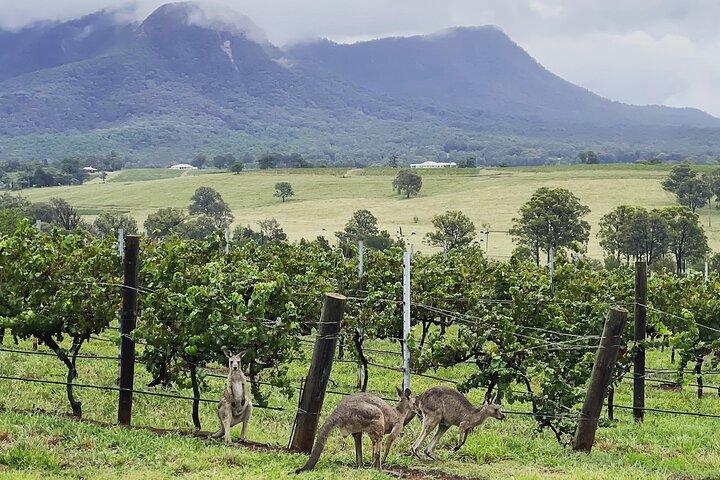 Private Hunter Valley Wine Tour | Full Day Experience From Sydney