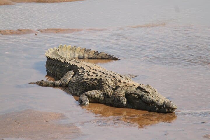 Kruger National Park Full Day Safari (Hoedspruit)