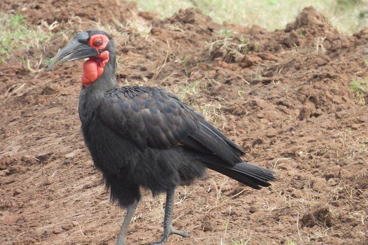 5 Day Silver Serengeti & Ngorongoro Crater & Tarangire Safari