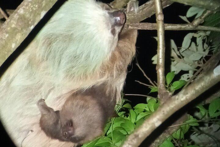 Combo Tour Suspension Bridges + Night Walk in Cloud Forest