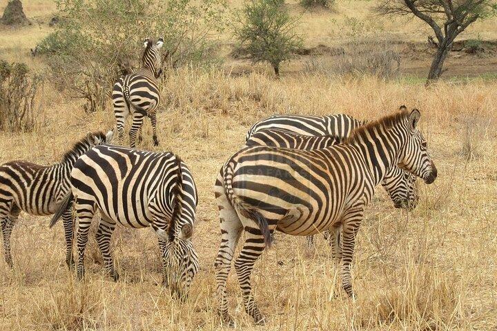 6 Days Shared Safari Tour To Masai Mara, Lake Nakuru and Amboseli