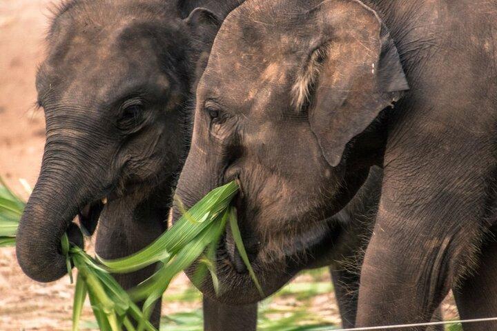 Galle/Mirissa/Tangalle: Transfer to Ella & Yala/Udawalawa Safari