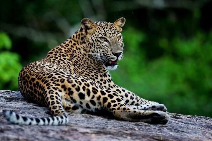 Galle/Mirissa/Tangalle: Transfer to Ella & Yala/Udawalawa Safari