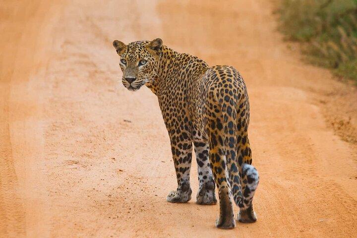 Galle/Mirissa/Tangalle: Transfer to Ella & Yala/Udawalawa Safari