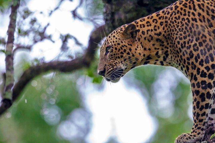 Yala Safari Day Trip from Mirissa/Weligama/Galle/Tangalle areas