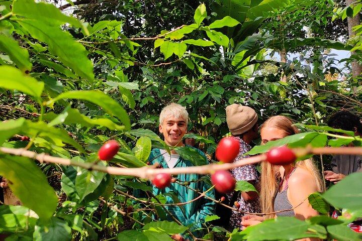 Hidden Arusha Waterfall, Village & Coffee Tour (All-Inclusive)